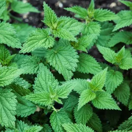 pokrzywa-lecznicza-nasiona-ziol-zielone-liscie-dobrej-jakosci-nasiona