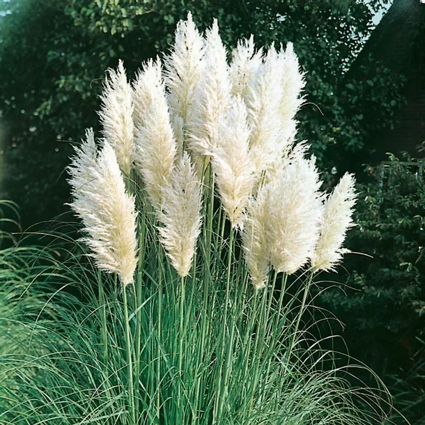 trawa-pampasowa-biala