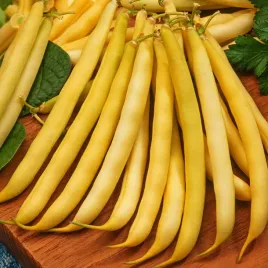 fasola-szparagowa-maxidor-wczesna-zolta-smaczna-plenna-nasiona-fasoli