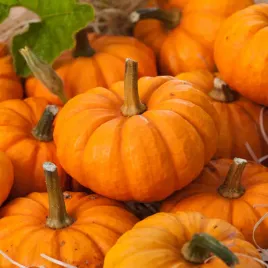 dynia-ozdobna-sweetie-pie-bardzo-male-pomaranczowe-dynie-nasiona-dyni