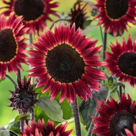 slonecznik-ozdobny-sredniowysoki-cherry-queen-duze-bordowe-kwiaty-nasiona