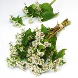 gryka-zwyczajna-ekologiczna-100g-nasiona-gryki-roslina-miododajna