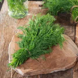 koper-ogrodowy-monarch-odrasta-scieciu-silnie-krzewiacy-sie-nasiona-kopru