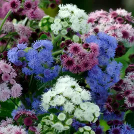 zeniszek-meksykanski-mix-idealny-na-rabaty-nasiona-kwiatow-jednoroczne