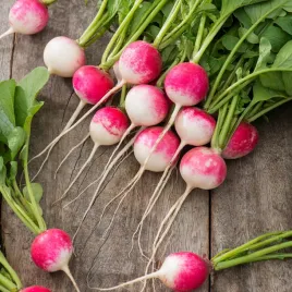 rzodkiewka-diana-caloroczna-nasiona-warzyw-rzodkiewki-soczysta-krucha