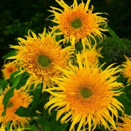 slonecznik-ozdobny-astra-gold-nasiona-slonecznika-zolte-pelne-kwiaty