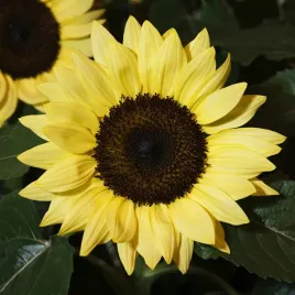 slonecznik-ozdobny-lemon-queen-nasiona-kwiatow-latwa-uptawa-jasnozolte