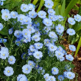 len-trwaly-nasiona-kwiatow-wieloletnich-delikatne-kwiaty-niebieskie