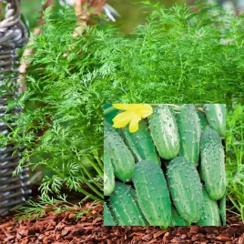 mieszanka-ogorek-parys-i-koper-krezus-nasiona-na-tasmie-ogorki-nasiona