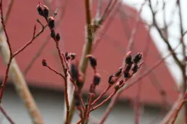 wierzba-smukloszyjkowa-melanostachys-czarne-kotki
