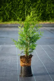 tuja-brabant-40-70cm-gesta-na-zywoplot