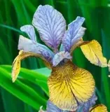 irys-syberyjski-peacock-butterfly-iris-so-van-gogh