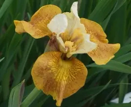 irys-syberyjski-peacock-butterfly-iris-buttercotch-fizz