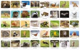 gra-memory-fauna-polski-adamigo-stan-nowy