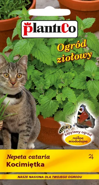 estragon-plantico-cykl-rozwojowy-rosliny-wieloletnia