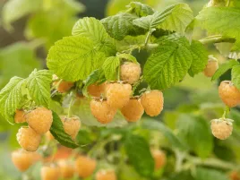 malina-zolta-jantar-powtarzajaca-owocowanie-sadzonka-p9