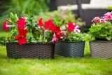 don-balk-rattan-40cm-7002-grafit-dlugosc-39-cm