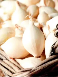 cebula-dymka-025-kg-biala-snowball-5-21mm-250g