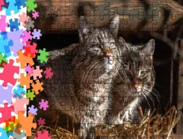 puzzle-tradycyjne-zwierzeta-koty-producent