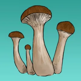 mykozerca-growkit-mckennaii