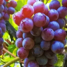 winorosl-bezpestkowa-reliance-vitis-w-doniczkach-p9-wysokosc-30-40-cm