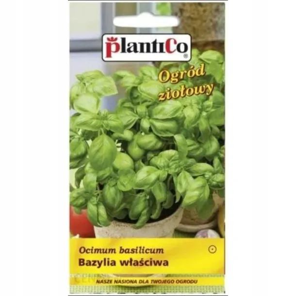 bazylia-wlasciwa-cykl-rozwojowy-rosliny-jednoroczna