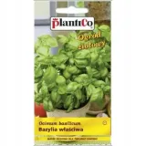 bazylia-wlasciwa-cykl-rozwojowy-rosliny-jednoroczna