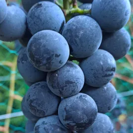 winorosl-fredonia-vitis-w-doniczkach-p11-wysokosc-70-90-cm