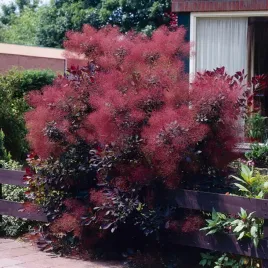 perukowiec-royal-purple-doniczka-purpurowe-liscie-sadzonki-sadzonka