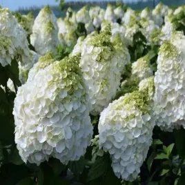 hortensja-bukietowa-magical-mont-blanc-doniczka-duze-biale-kwiaty-sadzonki