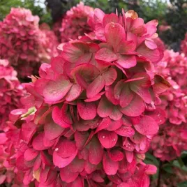 hortensja-bukietowa-bonfire-doniczka-rozowe-kwiaty-ozdobny-krzew-sadzonki