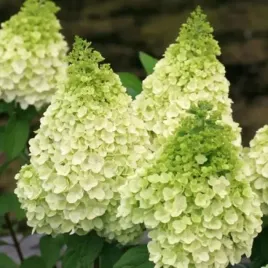 hortensja-bukietowa-magical-kilimanjaro-doniczka-sadzonki-hortensje