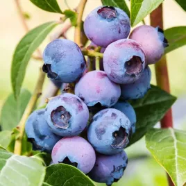 borowka-chandler-doniczka-roslina-mrozoodporna-sadzonki-borowki