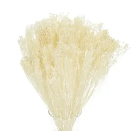 suszone-kwiaty-zarnowiec-broom-bloom-bialy-suszki