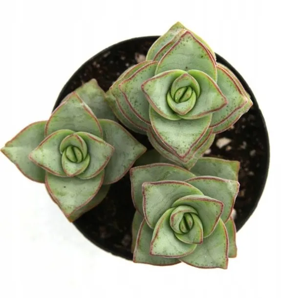 crassula-perforata-grubosz-dziurkowany-sukulent-rodzaj-rosliny-sukulenty-roslina-w-postaci-sadzonka-w-pojemniku-do-05l