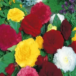 begonia-strzepiasta-mix-mieszanka-5-szt-begonie-sadzonki-sadzonka-bulwa