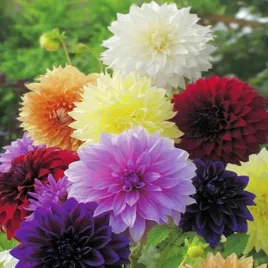 dalia-dekoracyjna-mix-5-szt-dalie-sadzonki-dalii-sadzonka-duze-bulwy