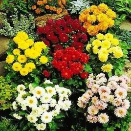 dalia-karlowa-niska-mix-5-szt-dalie-sadzonki-dalii-sadzonka-duze-bulwy