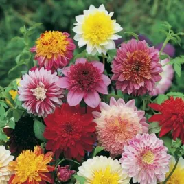 dalia-anemonowa-mix-5-szt-dalie-sadzonki-dalii-sadzonka-duze-bulwy