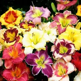 liliowiec-pelny-mix-5-szt-dalie-sadzonki-dalii-sadzonka-duze-bulwy