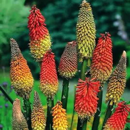kniphofia-trytoma-mix-mieszanka-5-szt-sadzonka-plonaca-pochodnia