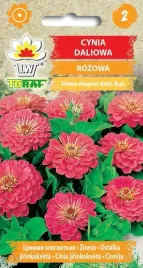 cynia-daliowa-rozowa-okazale-kwiaty-1g