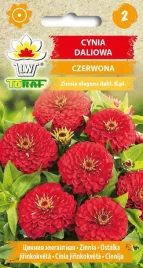 cynia-daliowa-czerwona-piekne-aksamitne-kwiaty-1g