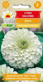 cynia-daliowa-biala-sliczne-kwiaty-1g