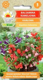 balsamina-kameliowa-karlowa-dawn-niecierpek-05g