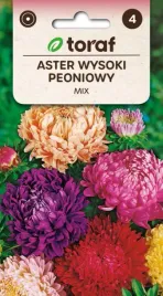 aster-peoniowy-w-slicznej-mieszance-kolorow
