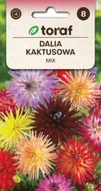 dalia-kaktusowa-w-mieszance-do-ogrodu-i-wazonu