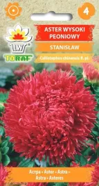 aster-peoniowy-stanislaw-ladny-czerwony-pelny