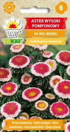 aster-pomponowy-hi-no-maru-piekny-ciekawy-05g