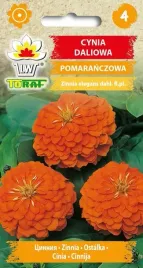 cynia-daliowa-pomaranczowa-ladne-pelne-duze-kwiaty-1g-toraf